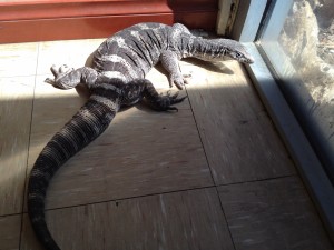 Kings Canyon & Alice Springs-099